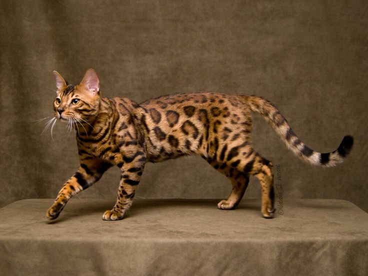 Bengal Cat 3