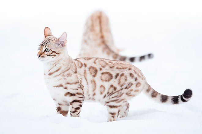 Bengal Cat 4