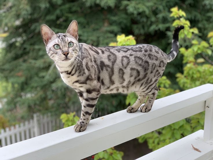 Bengal Cat 1